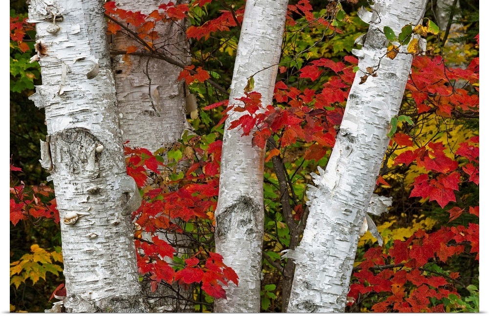 Poster Print Wall Art entitled Birch Trees Surrounded By Red Maple ...