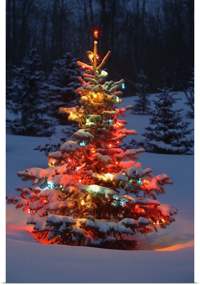 Poster Print "Christmas Tree With Lights Outdoors In The Forest" eBay