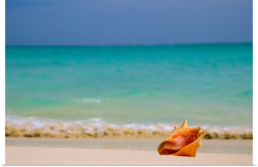 Poster Print Wall Art entitled Conch Shell Along Shoreline, Turquoise Ocean In Poster Print Wall Art entitled Conch Shell Along Shoreline, Turquoise Ocean In