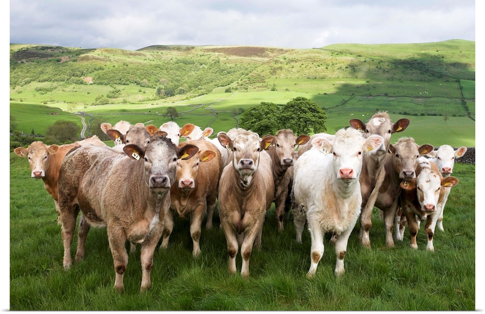 Poster Print Wall Art entitled Dairy Cattle, Derbyshire, England Poster Print Wall Art entitled Dairy Cattle, Derbyshire, England