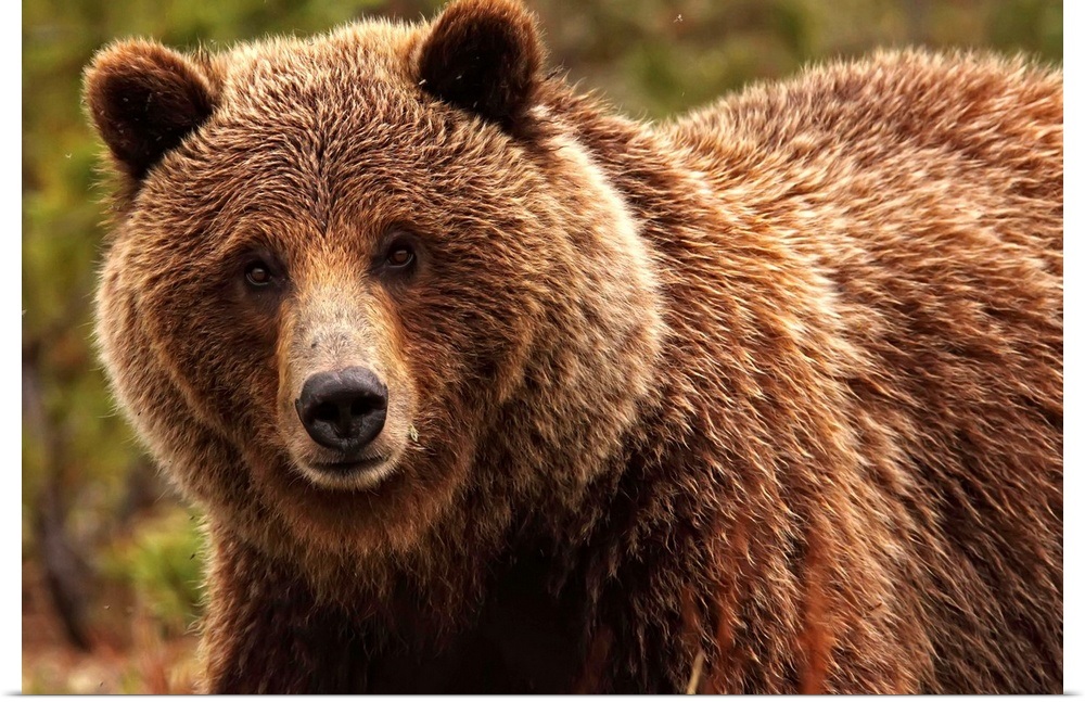 Poster Print "Grizzly Bear, Yukon, Canada" | eBay