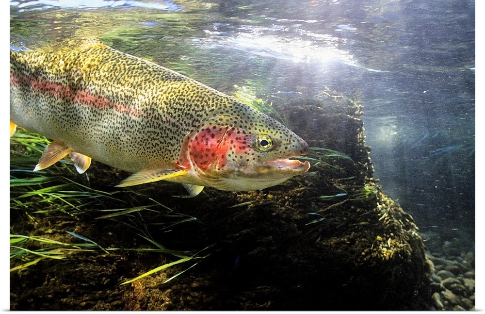 "Rainbow Trout in the Kulik river, Katmai National Park , Southwestern