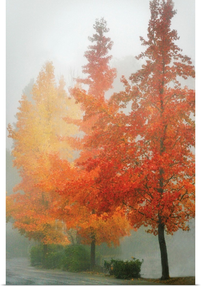Poster Print Wall Art entitled Farbes in the Mist I Poster Print Wall Art entitled Farbes in the Mist I