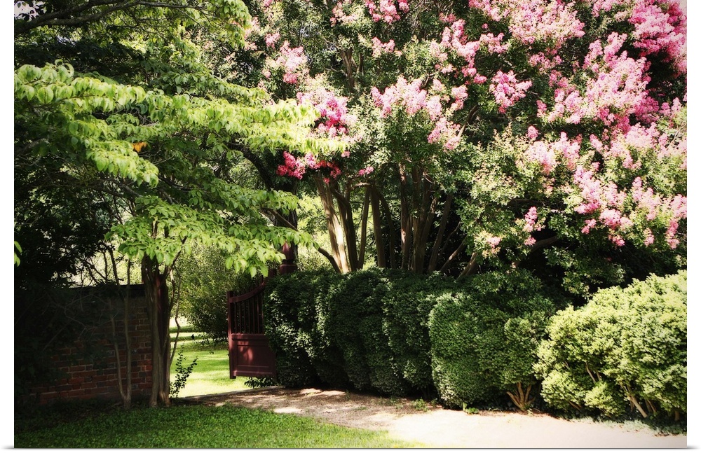 Poster Print Wall Art entitled Crepe Myrtle II Poster Print Wall Art entitled Crepe Myrtle II