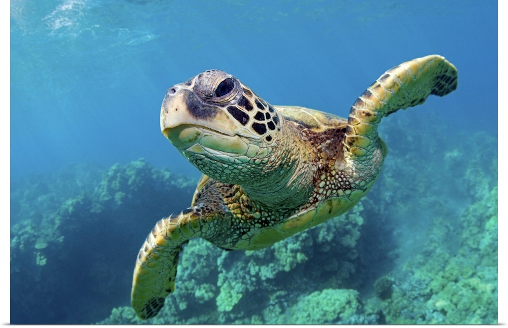 Green Sea Turtle Swimming Over Coral Reef Underwater In Maui Hawaii