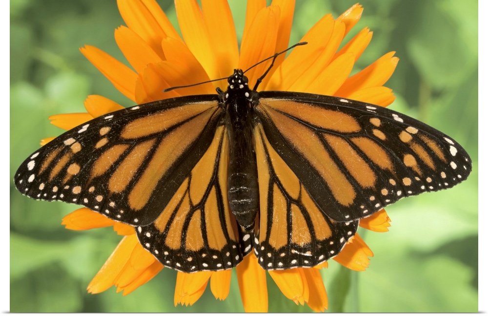 Poster Print Wall Art entitled Monarch butterfly (Danaus plexippus) on pot Poster Print Wall Art entitled Monarch butterfly (Danaus plexippus) on pot