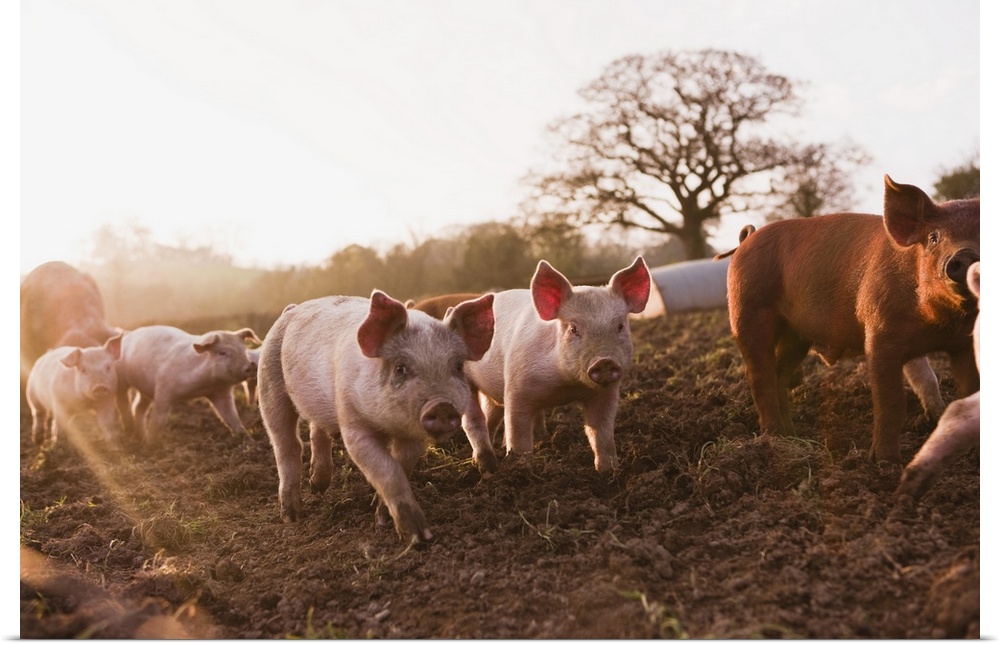 Poster Print Wall Art entitled Piglets in barnyard Poster Print Wall Art entitled Piglets in barnyard