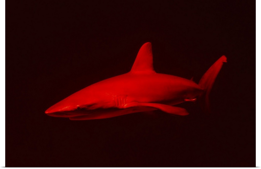 "Red shark in dark water" Poster Print | eBay