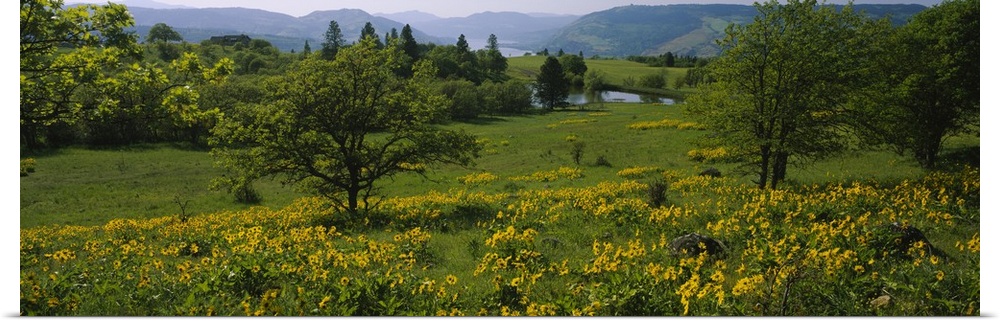 Poster Print Wall Art entitled Arrowleaf Balsamroot (Balsamorhiza sagittata) in Poster Print Wall Art entitled Arrowleaf Balsamroot (Balsamorhiza sagittata) in