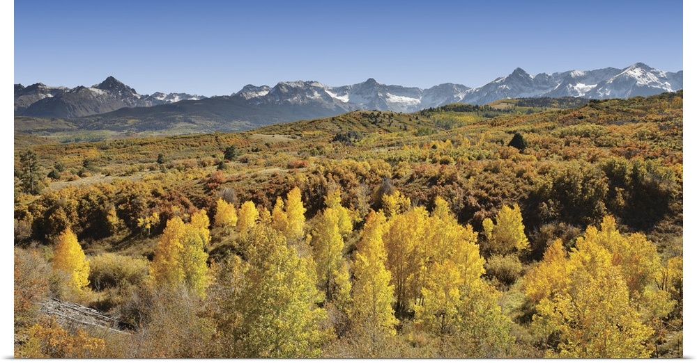 Poster Print Wall Art entitled Aspen trees in a forest with a mountain range in Poster Print Wall Art entitled Aspen trees in a forest with a mountain range in