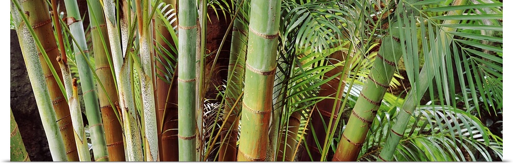 Poster Print Wall Art entitled Bamboo trees in a garden, Sunken Garden, St. Poster Print Wall Art entitled Bamboo trees in a garden, Sunken Garden, St.