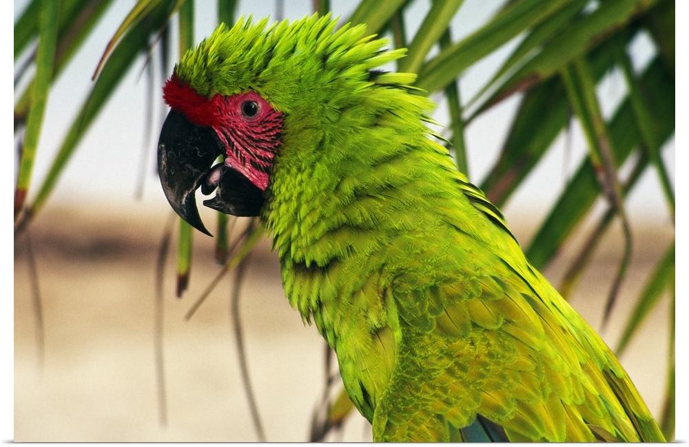 Poster Print Wall Art entitled Buffons macaw, portrait profile, Roatan, Poster Print Wall Art entitled Buffons macaw, portrait profile, Roatan,