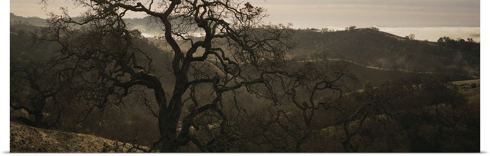 Poster Print Wall Art entitled California, Henry W Coe State Park, Oak tree on a Poster Print Wall Art entitled California, Henry W Coe State Park, Oak tree on a