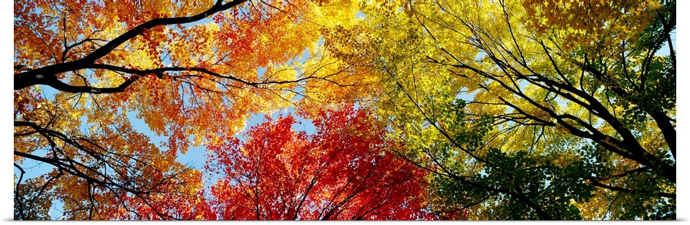 Poster Print Wall Art entitled Fall Foliage Poster Print Wall Art entitled Fall Foliage