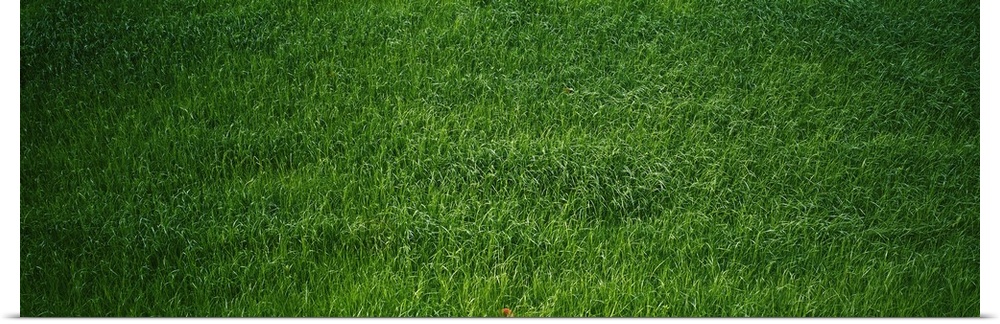 Poster Print Wall Art entitled verde grass Poster Print Wall Art entitled verde grass