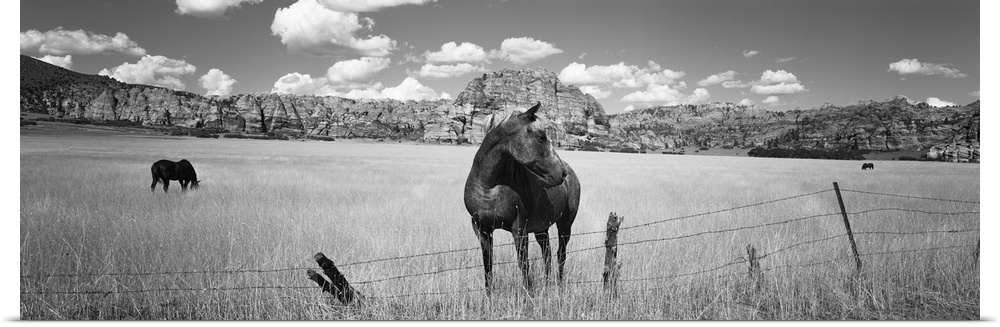 Poster Print Wall Art entitled Horses grazing in a meadow, Kolob Reservoir, Utah Poster Print Wall Art entitled Horses grazing in a meadow, Kolob Reservoir, Utah