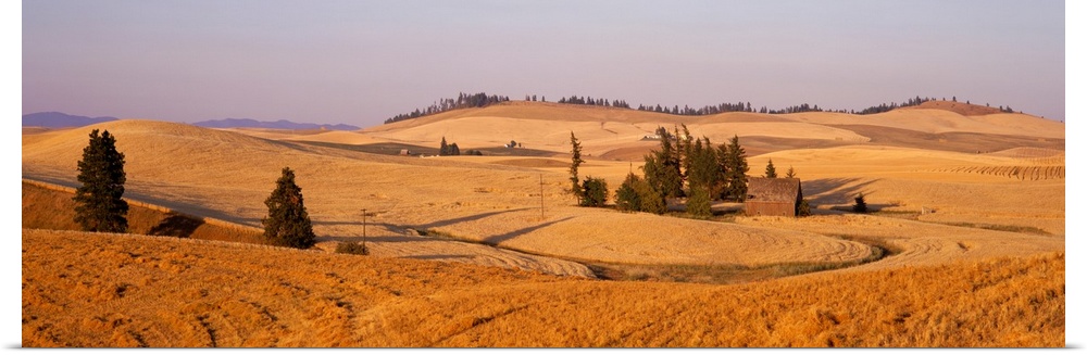 Poster Print Wall Art entitled Lentil Field Palouse Country Spokane County WA Poster Print Wall Art entitled Lentil Field Palouse Country Spokane County WA