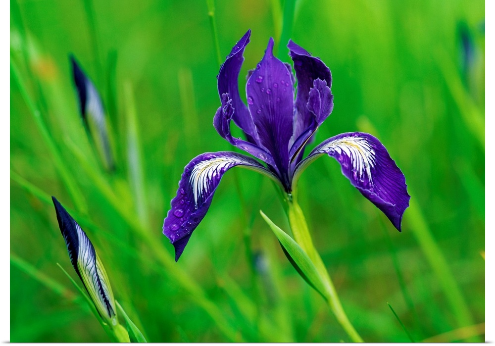 Poster Print Wall Art entitled Oregon Iris Bud And Flowers In Bloom Poster Print Wall Art entitled Oregon Iris Bud And Flowers In Bloom