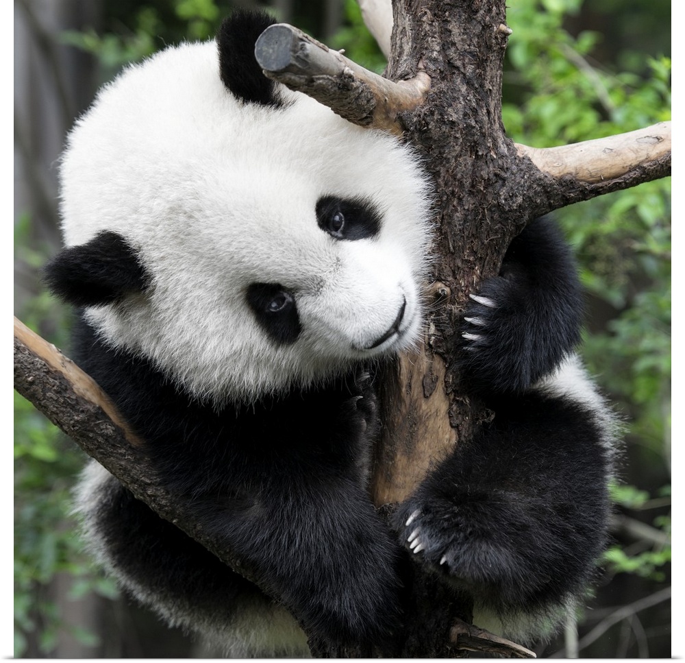 poster print wall art entitled giant panda baby