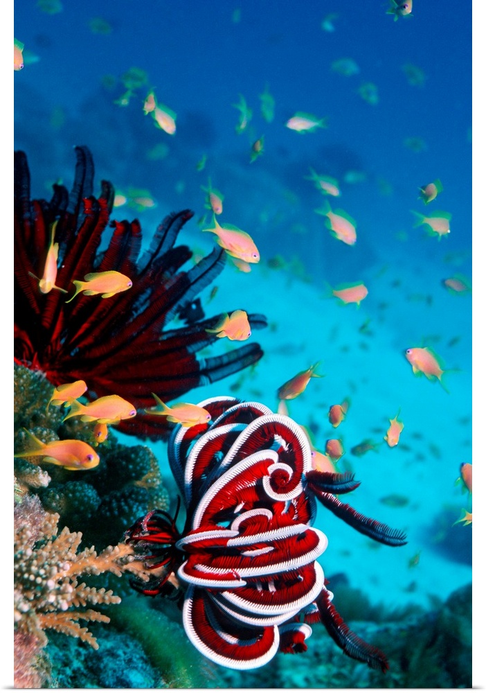 Poster Print Wall Art entitled Lyretail anthias and featherstar Poster Print Wall Art entitled Lyretail anthias and featherstar