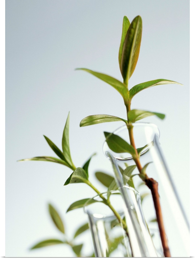 Poster Print Wall Art entitled Plant biotechnology Poster Print Wall Art entitled Plant biotechnology