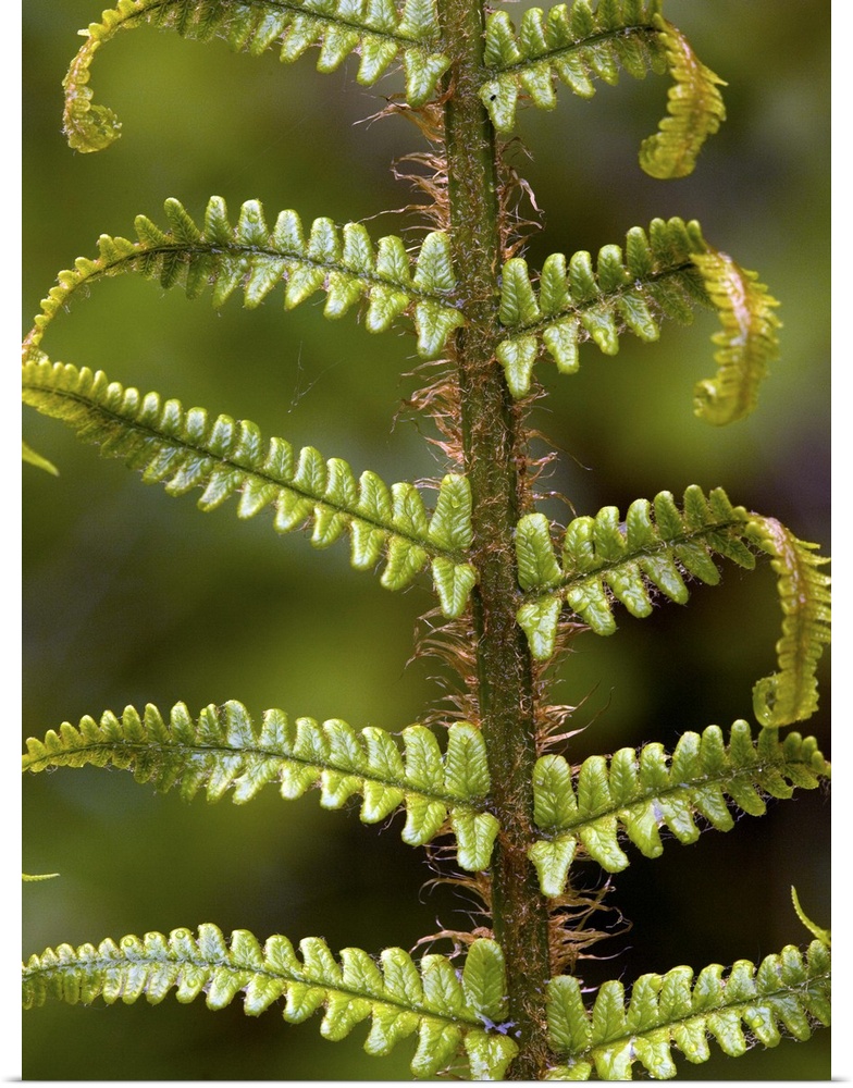 Poster Print Wall Art entitled Scaly male fern (Dryopteris affinis) Poster Print Wall Art entitled Scaly male fern (Dryopteris affinis)