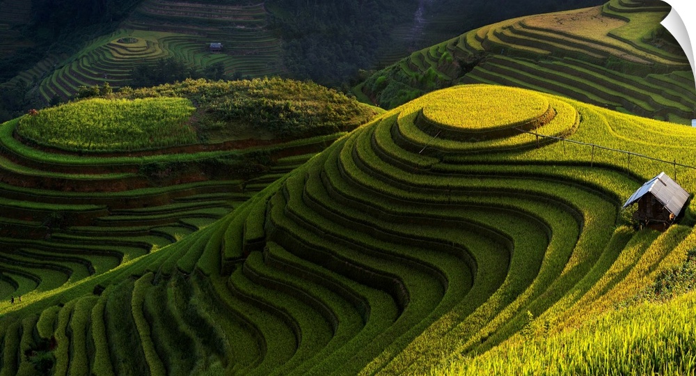 Wall Decal entitled oro rice terrace in mu cang chai, Vietnam Wall Decal entitled oro rice terrace in mu cang chai, Vietnam