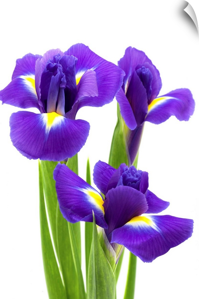wand abziehbild entitled Blau iris wand abziehbild entitled Blau iris