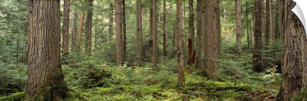 Details About Trees In A Forest Cheakamus Lake British Columbia Canada Wall Decal - Forest Wall Decal Canada Details About Trees In A Forest Cheakamus Lake British Columbia Canada Wall Decal - Forest Wall Decal Canada