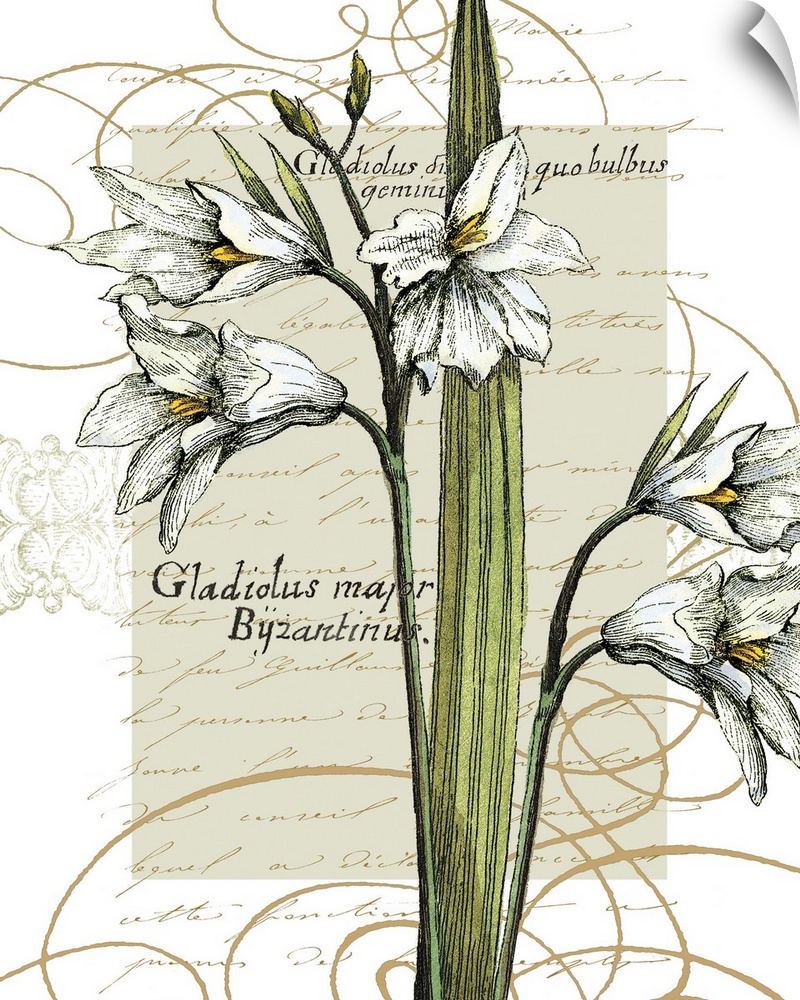 Wall Decal entitled Florilegium IV Wall Decal entitled Florilegium IV