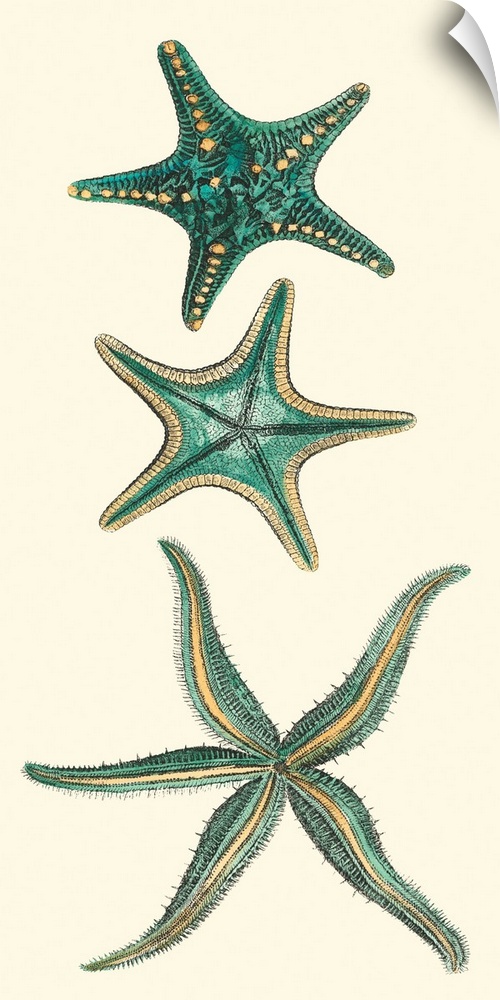 Wall Decal entitled Aquamarine Starfish I Wall Decal entitled Aquamarine Starfish I