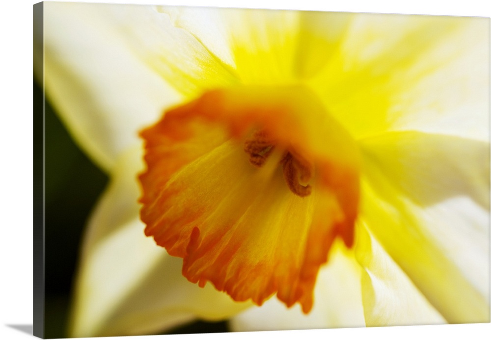 Solid-Faced Canvas drucken wand kunst entitled Weiß Daffodil, Selective Focus On Solid-Faced Canvas drucken wand kunst entitled Weiß Daffodil, Selective Focus On