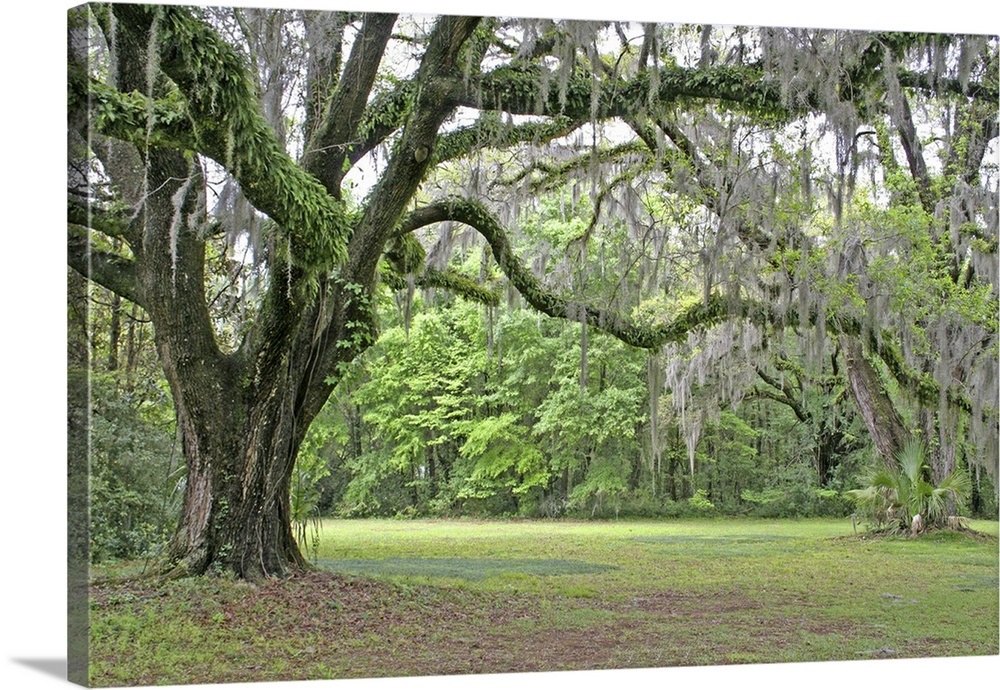 "Spanish moss in oak trees at Alfred Maclay Gardens State Park