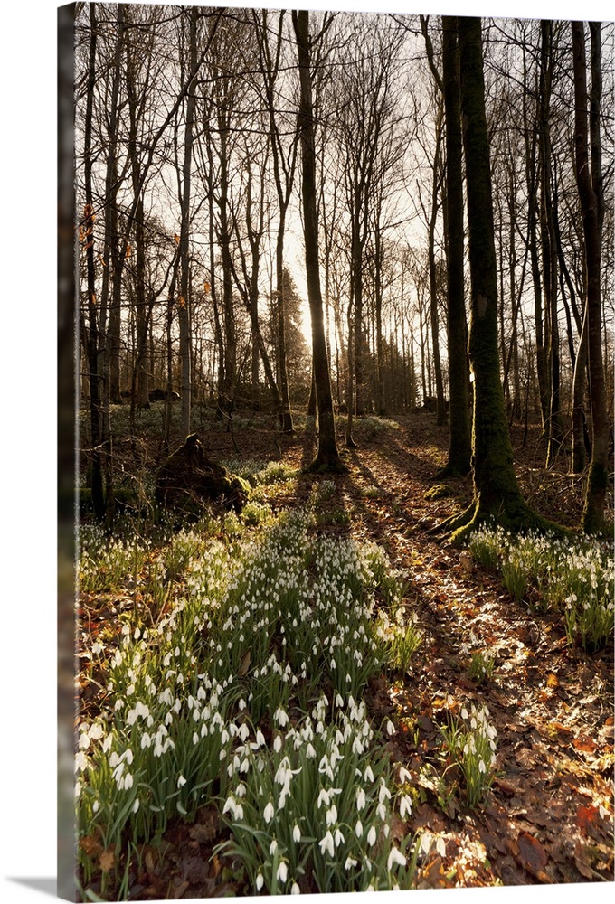 Solid-Faced Canvas Print Wall Art entitled Flowerbed in a forest, Dumfries, Solid-Faced Canvas Print Wall Art entitled Flowerbed in a forest, Dumfries,