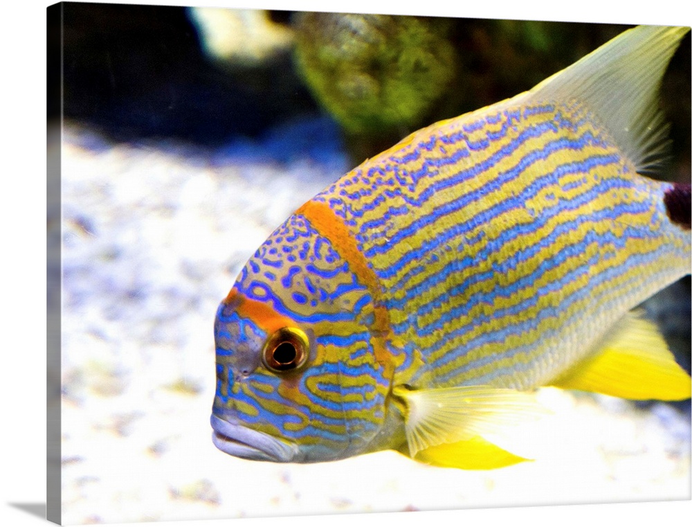 Solid-Faced Canvas Print Wall Art entitled giallo striped fish with coral at Solid-Faced Canvas Print Wall Art entitled giallo striped fish with coral at