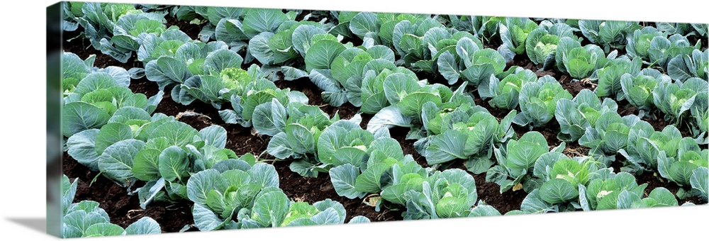 Solid-Faced Canvas Print Wall Art entitled Cabbage Yamhill Co OR Solid-Faced Canvas Print Wall Art entitled Cabbage Yamhill Co OR