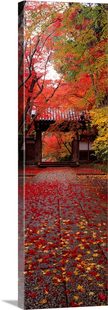 Gallery-Wrapped Canvas entitled Komyoji Temple  Kyoto Japan.  A vertical panoramic piece of a Japanese temple with red and yellow leaves covering the ground leading up to it.  Multiple sizes available.  Primary colors within this image include Dark Red Brown Black White.  Made in the USA.  Satisfaction guaranteed.  Archival-quality UV-resistant inks.  Canvases are stretched across a 1.5 inch thick wooden frame with easy-to-mount hanging hardware.  Museum-quality artist-grade canvas mounted on sturdy wooden stretcher bars 1.5 thick.  Comes ready to hang.