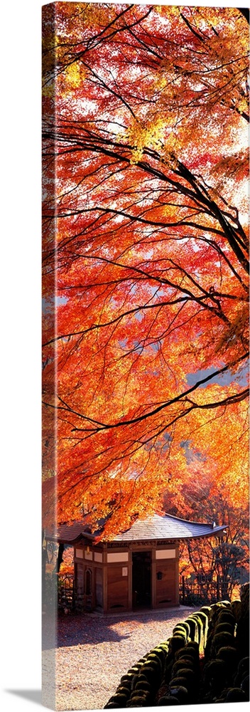 Gallery-Wrapped Canvas entitled Otagi Nenbutsuji Temple Ukyo-ku  Kyoto Japan.  Tall and narrow photo on canvas of brightly colored trees in Japan with a small temple below.  Multiple sizes available.  Primary colors within this image include Red Orange Brown Pink.  Made in USA.  Satisfaction guaranteed.  Inks used are latex-based and designed to last.  Canvas is a 65 polyester 35 cotton base with two acrylic latex primer basecoats and a semi-gloss inkjet receptive topcoat.  Canvases are stretched across a 1.5 inch thick wooden frame with easy-to-mount hanging hardware.