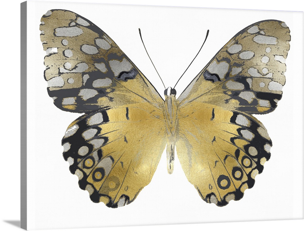 Solid-Faced Canvas Print Wall Art entitled oroen Butterfly I Solid-Faced Canvas Print Wall Art entitled oroen Butterfly I