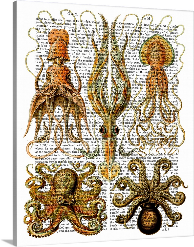 Solid-Faced Canvas Print Wall Art entitled Octopus and Squid Solid-Faced Canvas Print Wall Art entitled Octopus and Squid